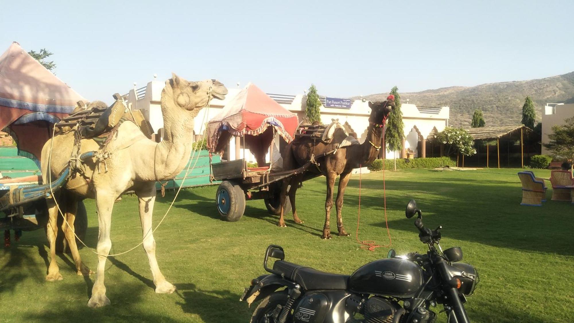 Pari Resort With Nature View Pushkar Bagian luar foto
